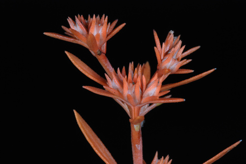 Polypremum procumbens