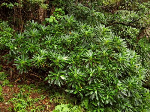 Clermontia oblongifolia