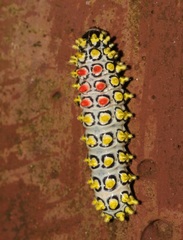 Cyclosia papilionaris