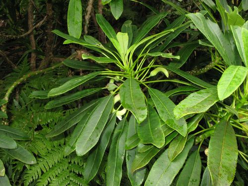 Clermontia oblongifolia