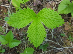 Fragaria vesca bracteata
