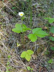 Fragaria vesca bracteata