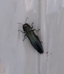 Agrilus sulcicollis