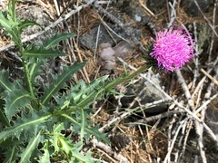 Carduus defloratus