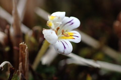 Euphrasia wettsteiniana