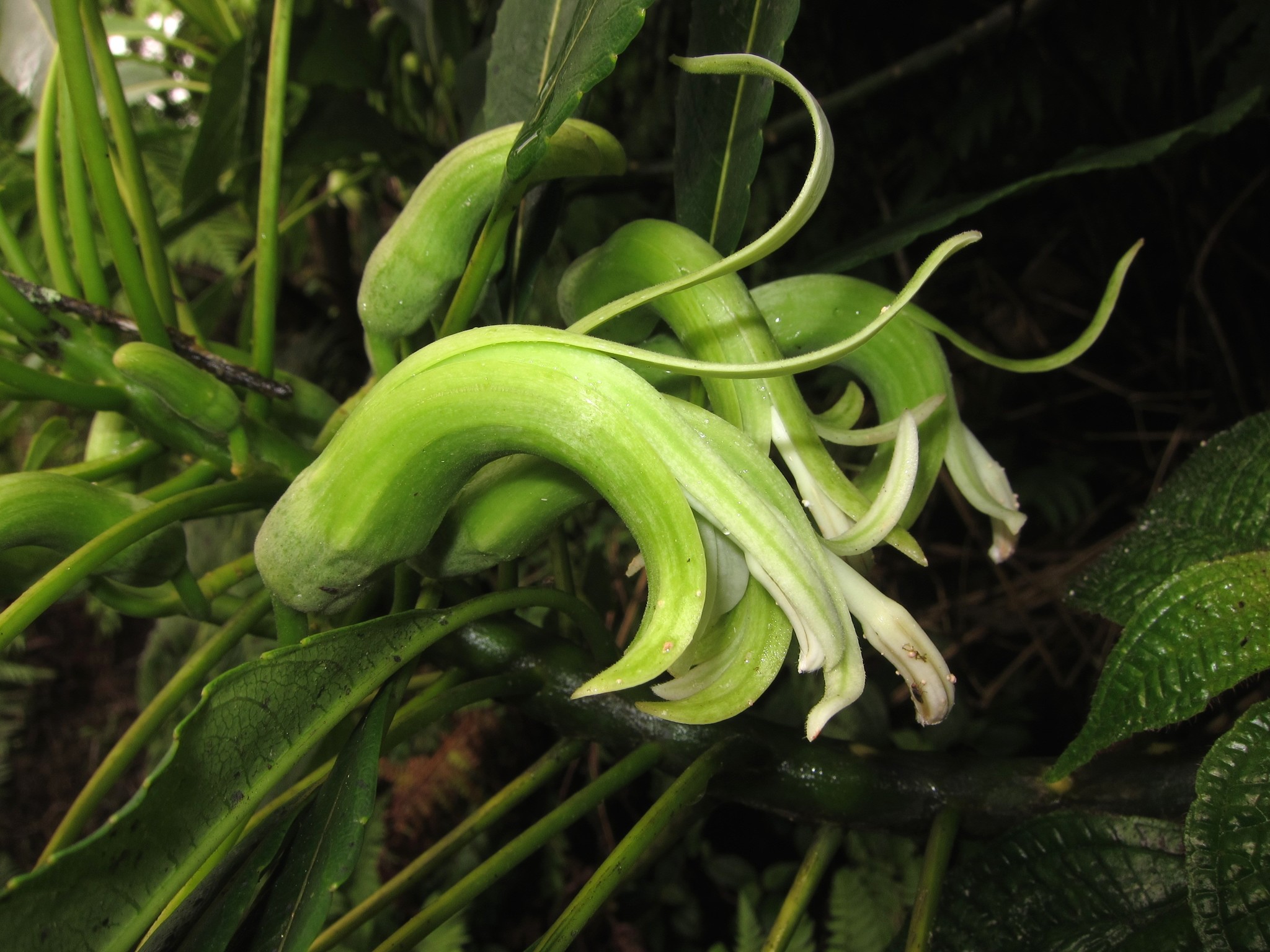 Clermontia oblongifolia