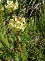 Pedicularis tuberosa