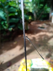Aciagrion occidentale