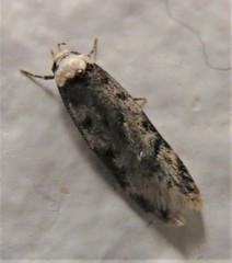Endrosis sarcitrella