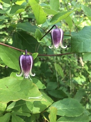 Clematis viorna