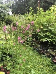 Sidalcea hendersonii