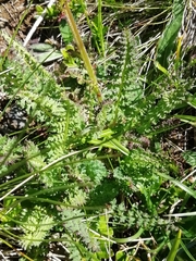 Pedicularis tuberosa