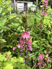 Sidalcea hendersonii