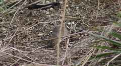 Sigmodon mascotensis