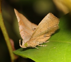 Pangrapta curtalis