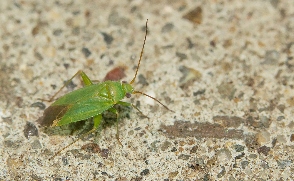 Orthotylus adenocarpi