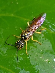 Onycholyda luteicornis