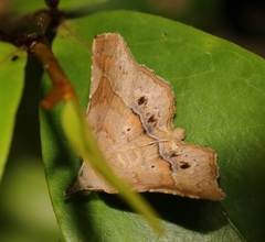 Pangrapta curtalis