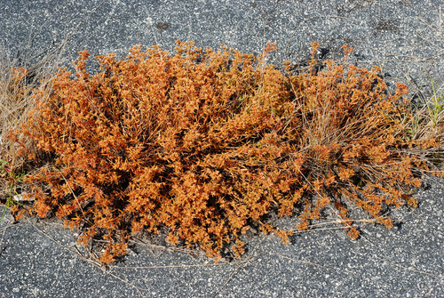 Polypremum procumbens