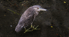 Nycticorax nycticorax