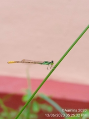 Agriocnemis keralensis