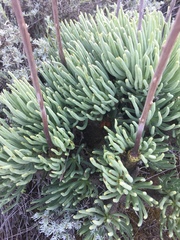 Tylecodon cacalioides