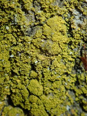 Polycauliona ucrainica