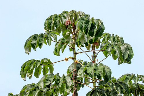 trumpet tree
