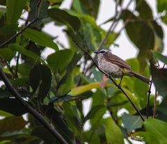 Pycnonotus goiavier