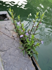 Scutellaria galericulata