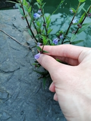 Scutellaria galericulata
