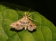 Diasemia accalis