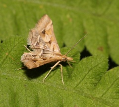 Diasemia accalis