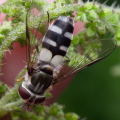 Leucozona laternaria