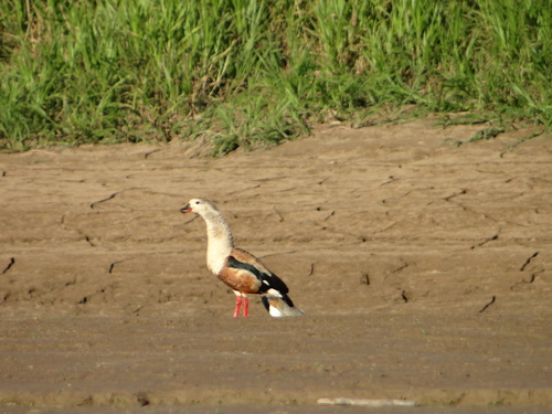 Oressochen jubatus