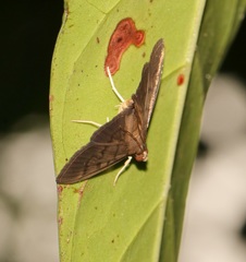 Omiodes tristrialis