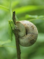Helix pomatia