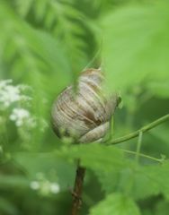 Helix pomatia