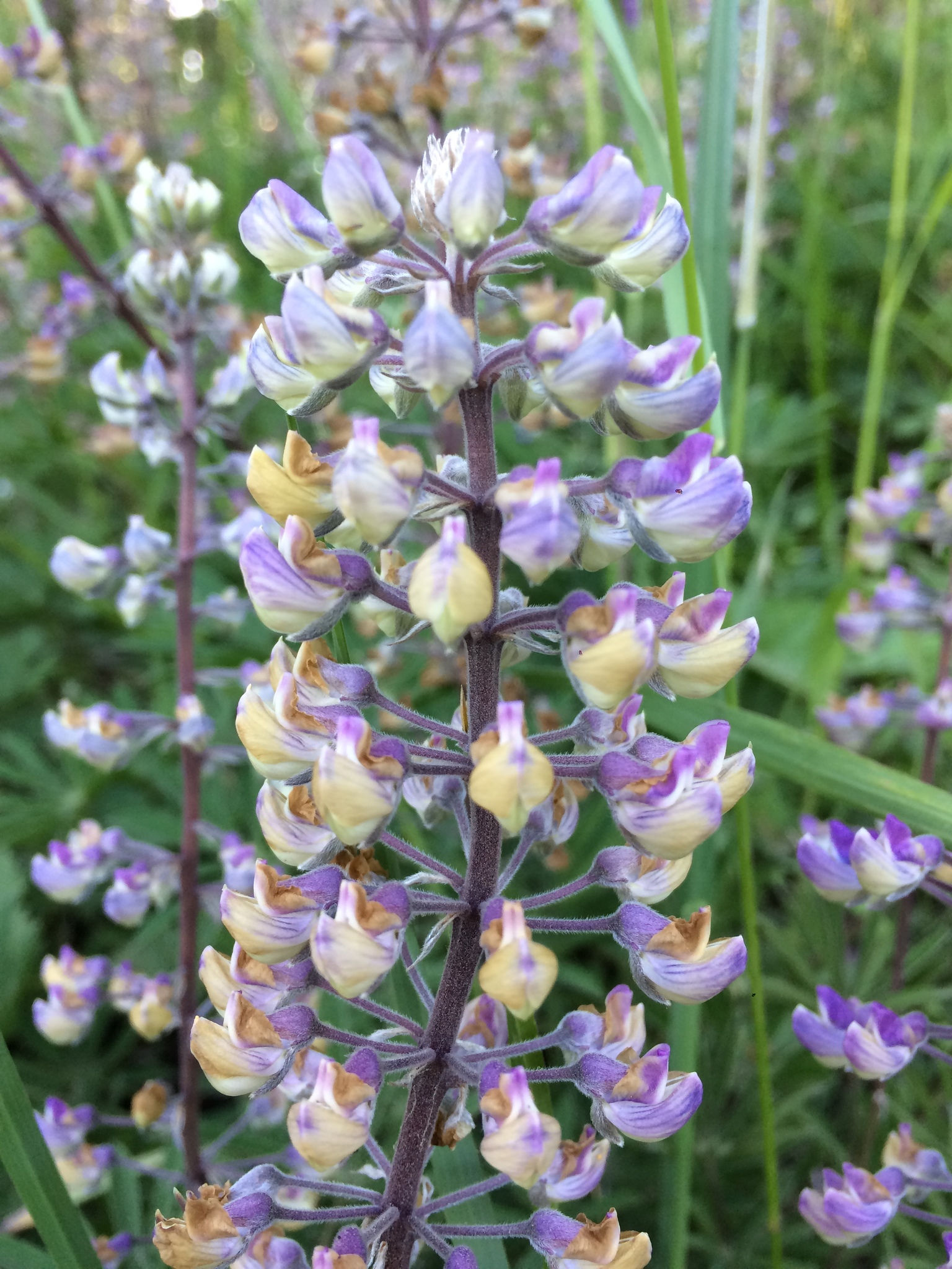 Lupinus oreganus