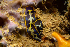 Felimare fontandraui