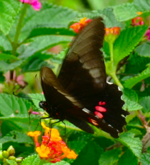 Heraclides anchisiades