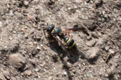 Leptochilus republicanus