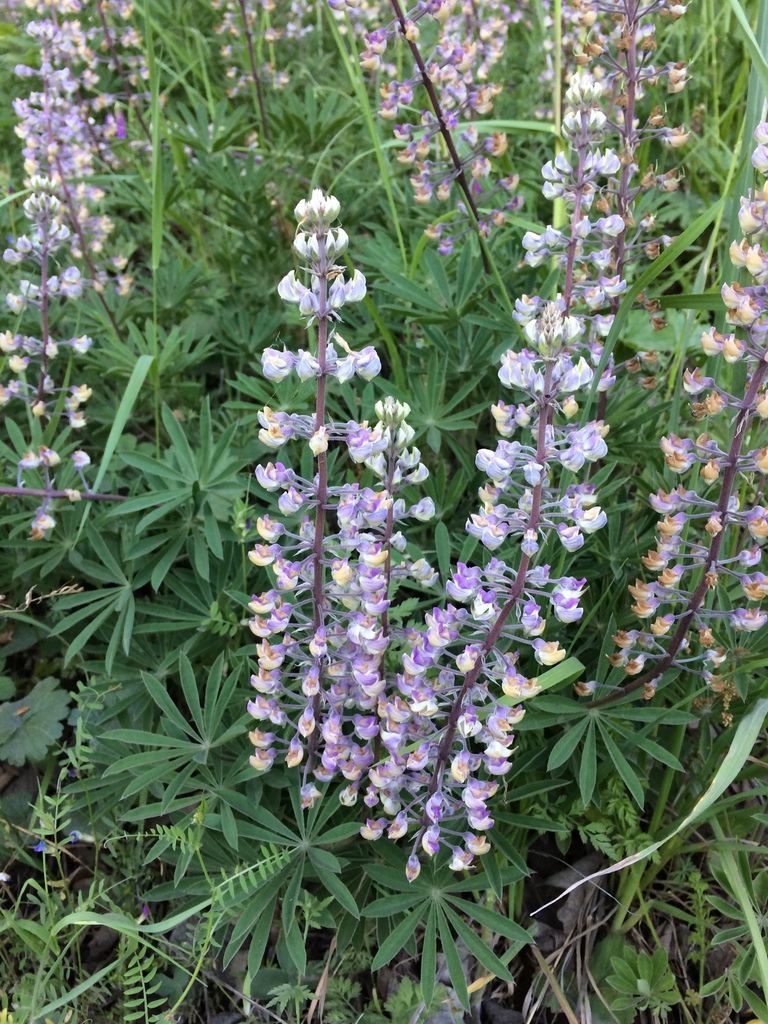 Kincaid's Lupine (Lupinus oreganus) · iNaturalist