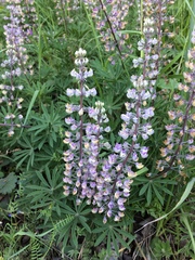 Lupinus oreganus