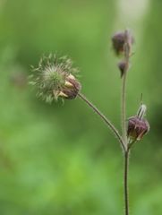 Geum rivale