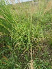 Trichloris pluriflora