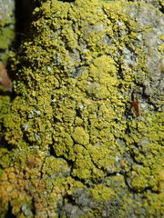 Polycauliona ucrainica