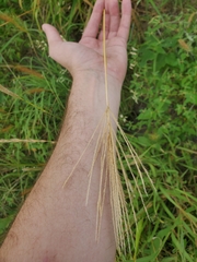 Trichloris pluriflora