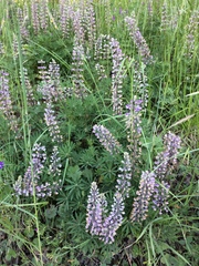 Lupinus oreganus