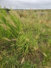 Trichloris pluriflora